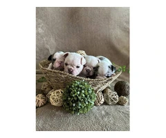 Gorgeous and stunning Frenchies puppies for sale - 7