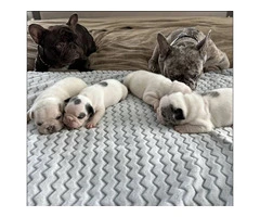 Gorgeous and stunning Frenchies puppies for sale - 11
