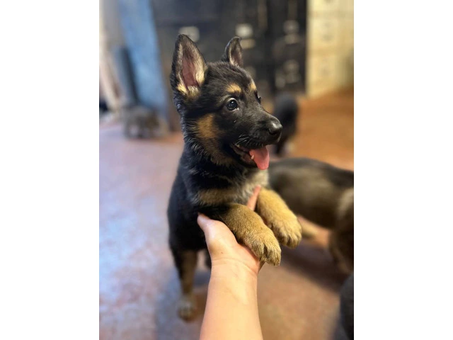 Fullbred German Shepherd Puppies: All Set for 'Ohana Homes in Just 2 Moons - 1/10