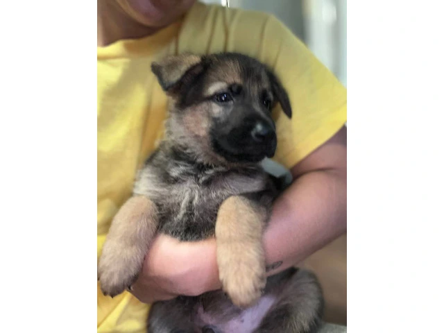 Fullbred German Shepherd Puppies: All Set for 'Ohana Homes in Just 2 Moons - 2/10