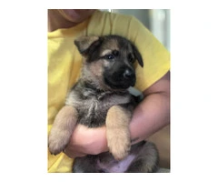 Fullbred German Shepherd Puppies: All Set for 'Ohana Homes in Just 2 Moons - 2