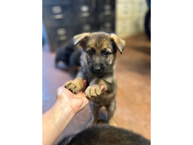 Fullbred German Shepherd Puppies: All Set for 'Ohana Homes in Just 2 Moons - 3/10