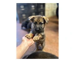 Fullbred German Shepherd Puppies: All Set for 'Ohana Homes in Just 2 Moons - 3