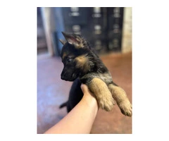 Fullbred German Shepherd Puppies: All Set for 'Ohana Homes in Just 2 Moons - 4