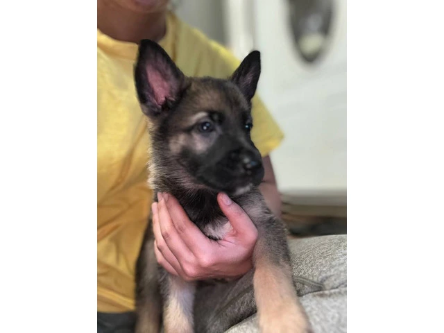 Fullbred German Shepherd Puppies: All Set for 'Ohana Homes in Just 2 Moons - 5/10