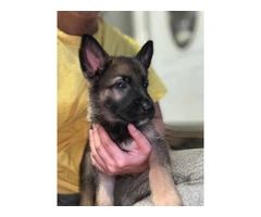 Fullbred German Shepherd Puppies: All Set for 'Ohana Homes in Just 2 Moons - 5
