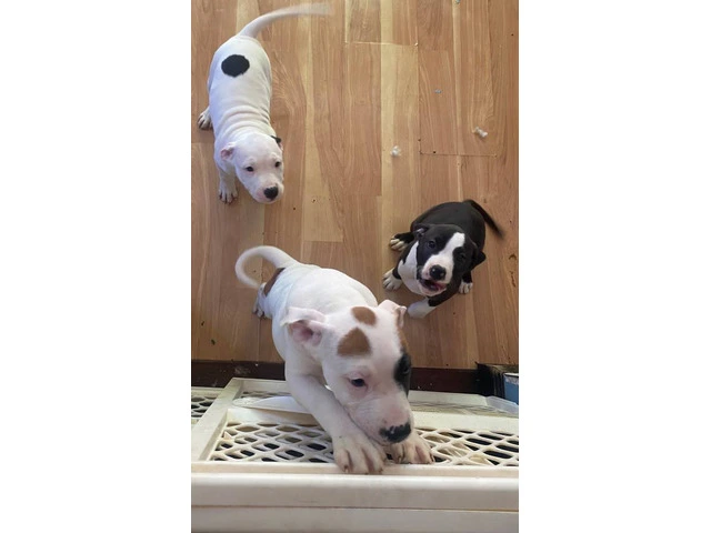 3 white Pit bull puppies ready to go - 2/2