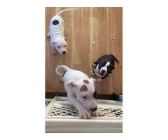 3 white Pit bull puppies ready to go - 2