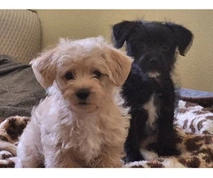Chiweenie Poodle Mix - 5