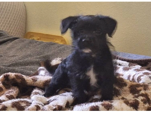 Chiweenie Poodle Mix - 6/6