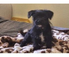 Chiweenie Poodle Mix - 6