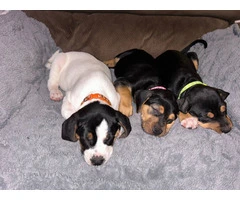 Cute Black and tan coonhound beagle puppies