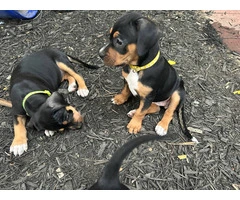 Cute Black and tan coonhound beagle puppies - 2