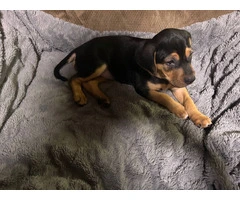Cute Black and tan coonhound beagle puppies - 3