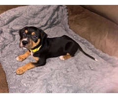 Cute Black and tan coonhound beagle puppies - 5