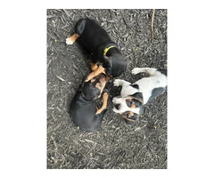Cute Black and tan coonhound beagle puppies - 8