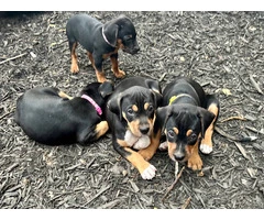 Cute Black and tan coonhound beagle puppies - 9