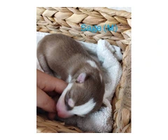 8 Red Husky puppies for sale - 6