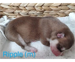 8 Red Husky puppies for sale - 9
