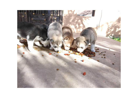 5 Huskies ready to go