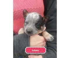 4 sweet blue heeler puppies looking for a forever home