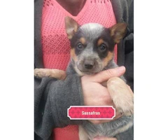 4 sweet blue heeler puppies looking for a forever home - 5