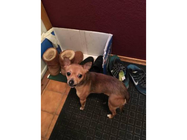 One Male Chihuahua Puppy in Martinsville, Virginia