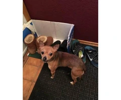One Male Chihuahua Puppy