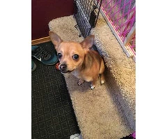 One Male Chihuahua Puppy - 2