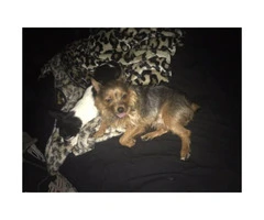 Male chorkie available - 3