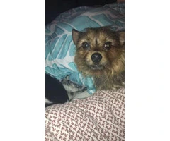 Male chorkie available - 4