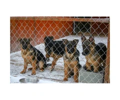 German Shepherd puppy available with AKC pedigrees