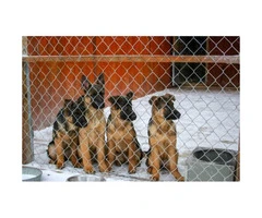 German Shepherd puppy available with AKC pedigrees - 2