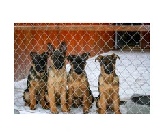 German Shepherd puppy available with AKC pedigrees - 3