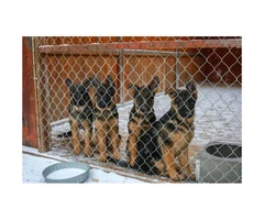 German Shepherd puppy available with AKC pedigrees - 4