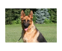 German Shepherd puppy available with AKC pedigrees - 5