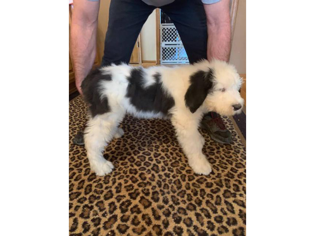 2 males Old English Sheepdog Puppies in Kansas City, Kansas - Puppies for Sale Near Me