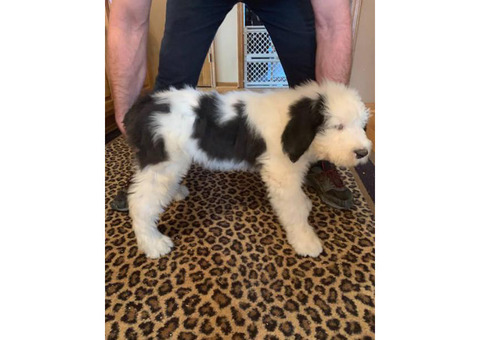 2 males Old English Sheepdog Puppies