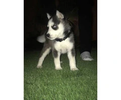 8 week old Husky - 2