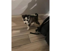 8 week old Husky - 3