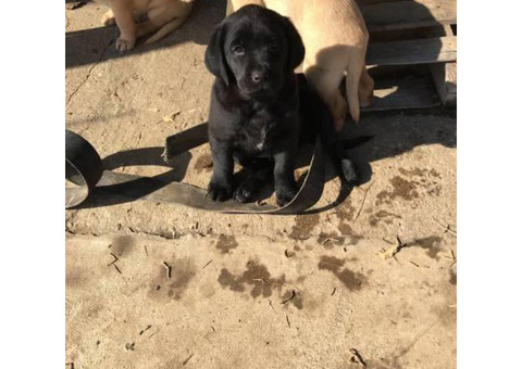 2 months old Golden Retriever/Lab puppies