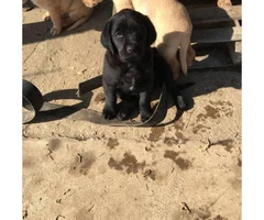 2 months old Golden Retriever/Lab puppies
