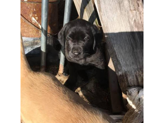 2 months old Golden Retriever/Lab puppies Rochester - Puppies for Sale ...