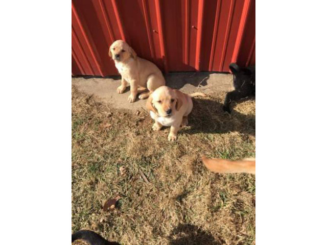 2 months old Golden Retriever/Lab puppies in Rochester, Indiana