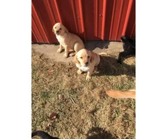 2 months old Golden Retriever/Lab puppies - 4