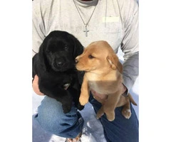 2 months old Golden Retriever/Lab puppies - 6