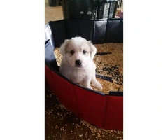 Purebred Great Pyrenees Puppies  3 females available