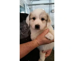 Purebred Great Pyrenees Puppies  3 females available - 2