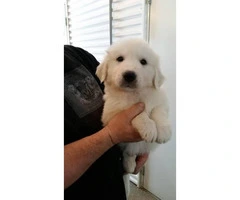 Purebred Great Pyrenees Puppies  3 females available - 3