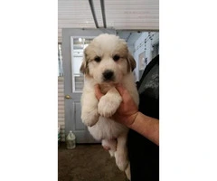 Purebred Great Pyrenees Puppies  3 females available - 4